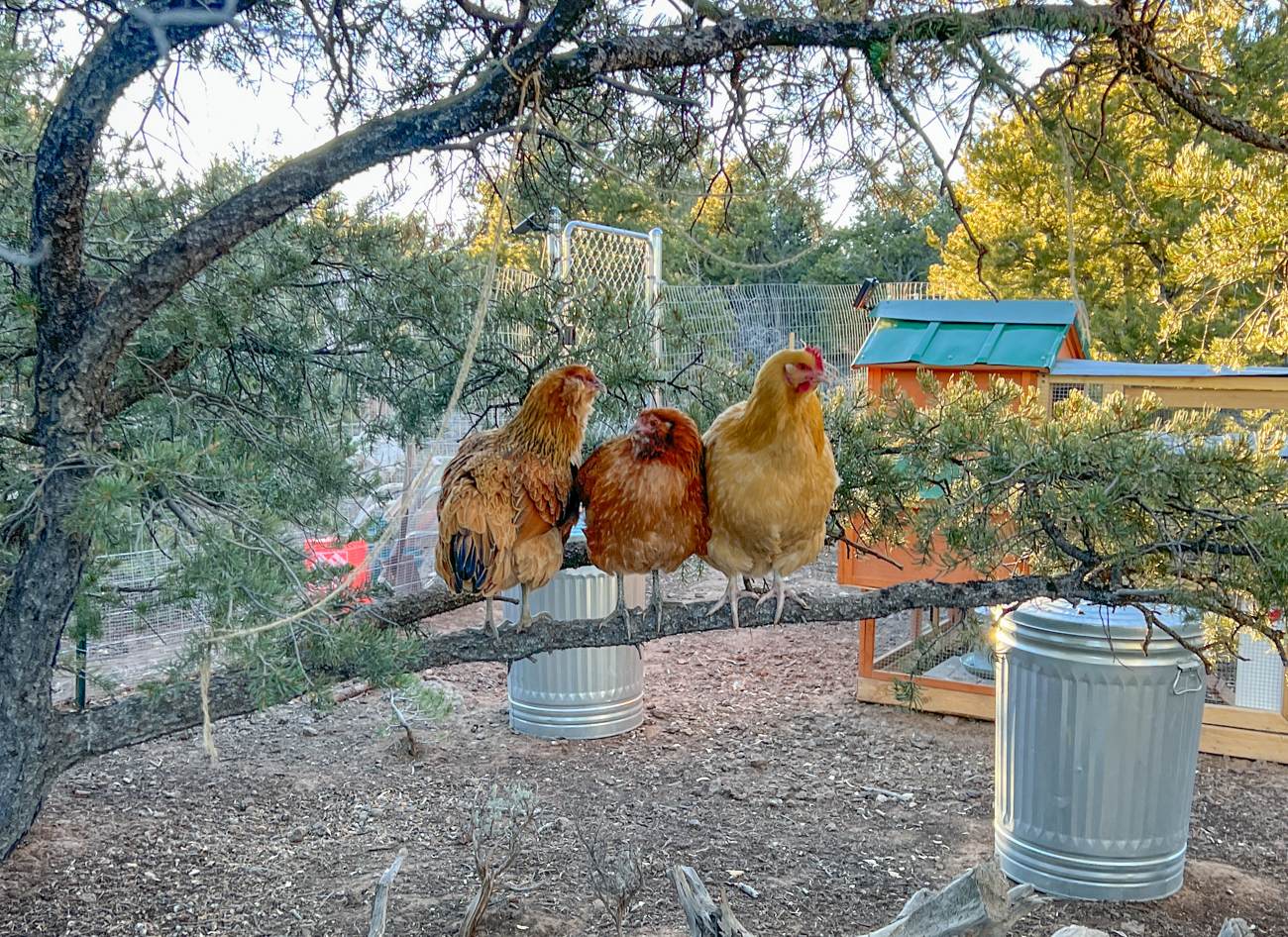 cost of raising free range chickens in your backyard